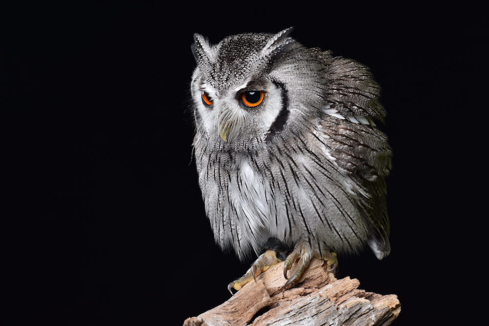 Header Owl